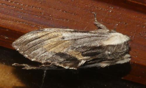 Réf. 322 052 : Harpyia milhauseri